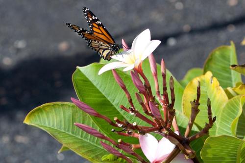 Casa Mariposa - image 14