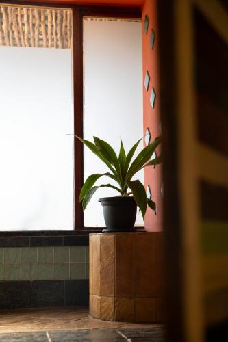 Ami Vine House - image 2
