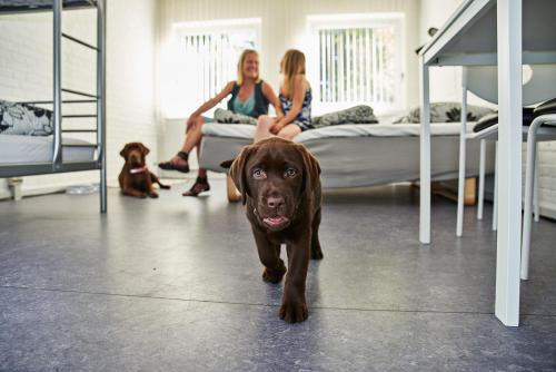 Danhostel Grindsted-Billund - image 5