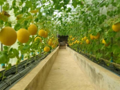 Melon Sky, Chanthaburi