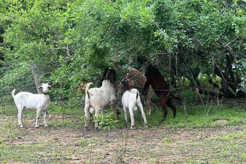 Serenity Farm House Serenity Farm House