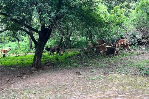 Serenity Farm House Serenity Farm House