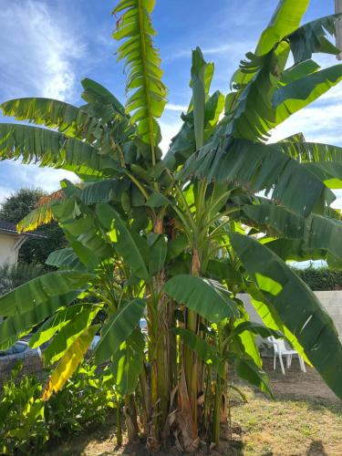 ヴィルヌーヴ＝シュル＝ロット Villa des Palmiers, Chambre 2, Lit double ホテル スイート