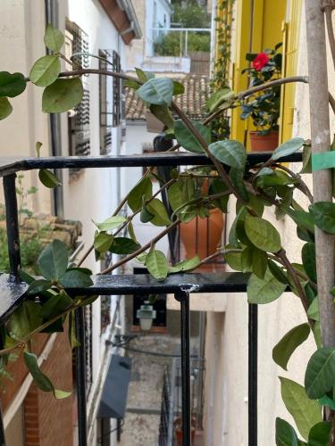 Apartamento Home Stagging New Life, Granada (fotografie 7)