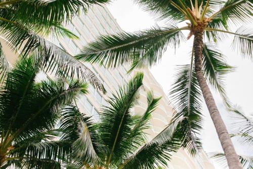 Hilton Vacation Club The Modern Honolulu