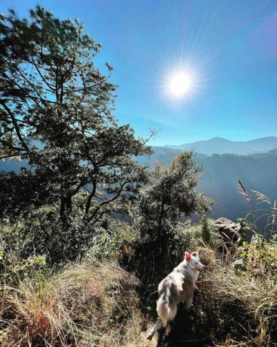 Cabaña en zacatlan de las manzanas encantadora en la montaña con starlink in Zacatlán, Mexico