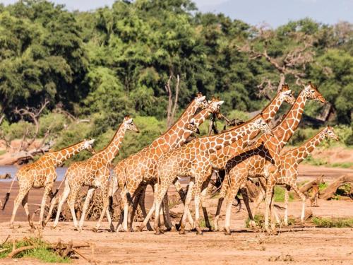 OLORIEN MARA CAMP