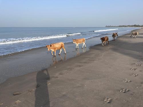 Surrounding environment, Amas Bungalow with internett in Tanji