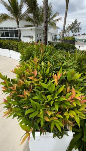 LuxeBali Azure @ Azure North LuxeBali Azure @ Azure North