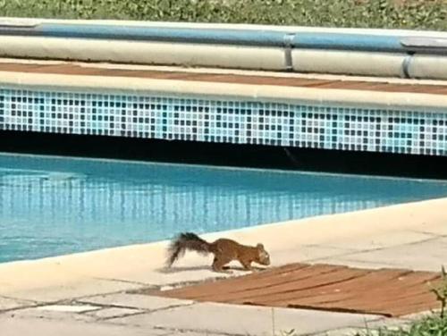 La Villa des Pins avec piscine et tennis