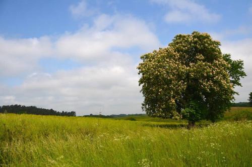 Ferienwohnung mit großem Garten und Blick zum See