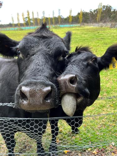 Butterbox Farm in Broadwater