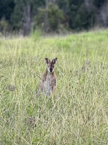 Amble Lea NSW Country escape