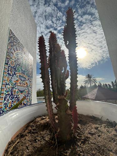 Dar louzir à Tazarka