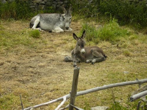 El Huerto de Pipo - image 2