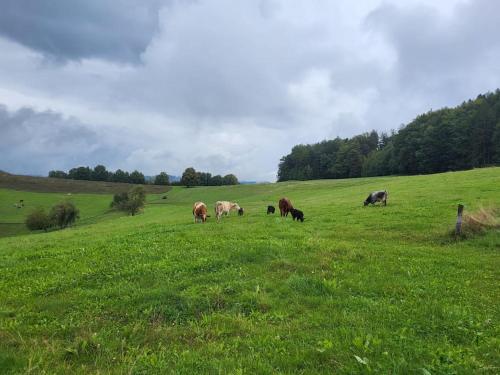 Ferienhaus in der Natur