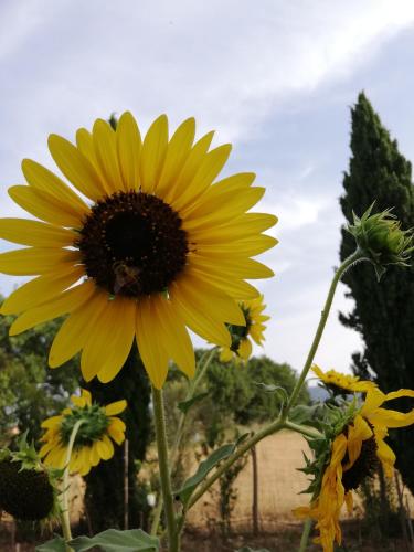 Casa Vacanze "Dimora Quercia" - Appartamento "Quercia"