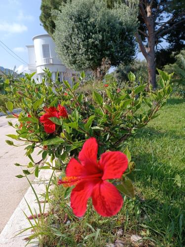 Tower Traditional Pool Villa