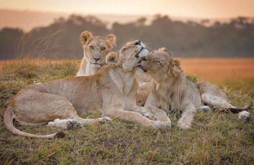 leruk Maasai safari camp