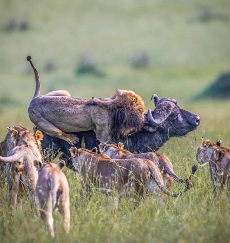 leruk Maasai safari camp