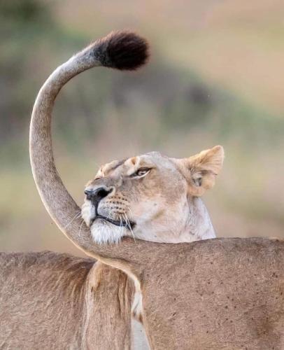 leruk Maasai safari camp