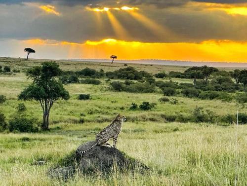 leruk Maasai safari camp