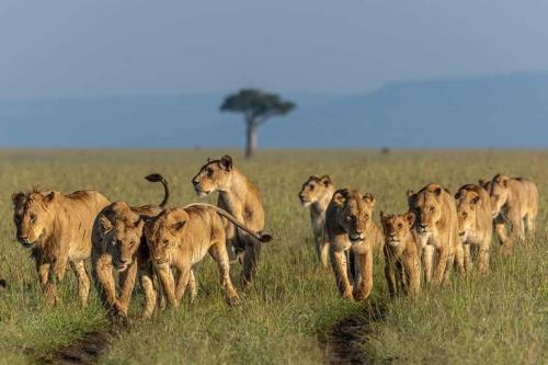 leruk Maasai safari camp