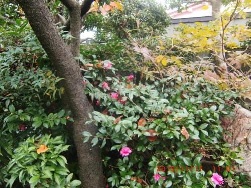 Japanese Traditional House with beautiful garden.