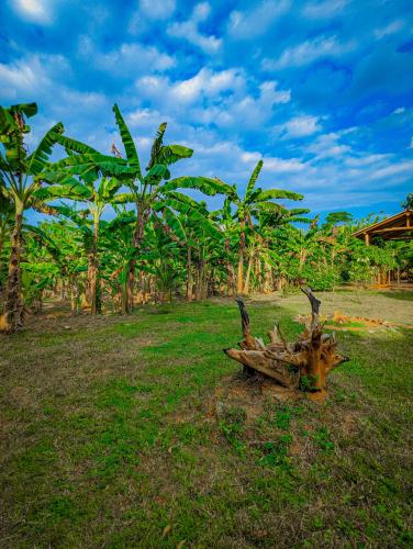 Banana Shade Cottage