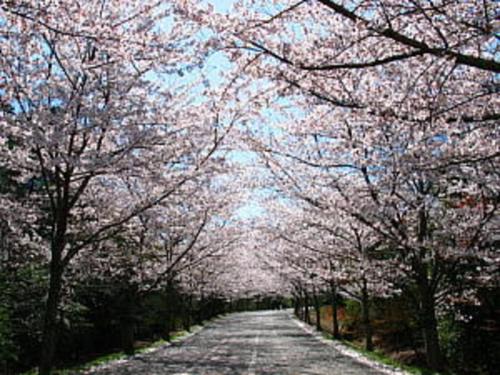 Kotobukirou - Vacation STAY 01905v