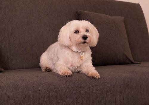 Lucy's Roof - image 9