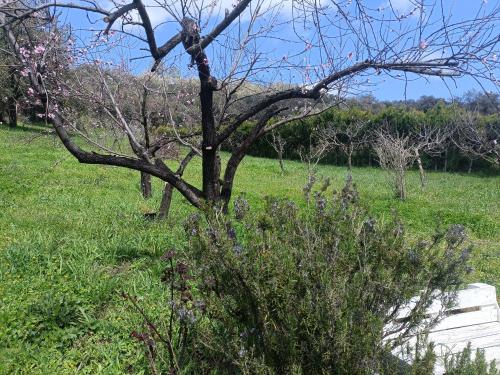 Kert, Finca del Abu in Los Marines
