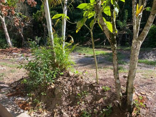 CASA CON ARBOLES FRUTALES EN EL CASERIO LA UNION TARAPOTO