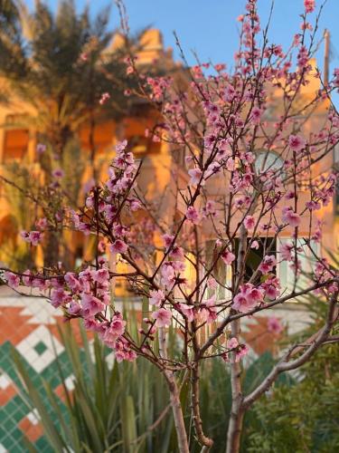 Villa Dobra Voda - image 7