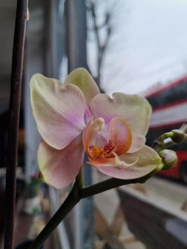 The Windmill - image 6