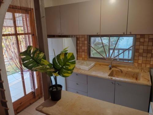 Green Vila Green Vila