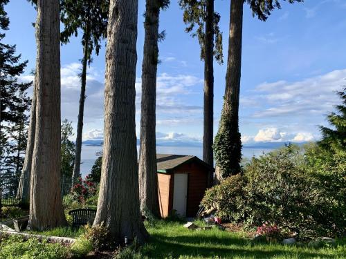 Waterfront Eagle Nest in Nanaimo, Canada