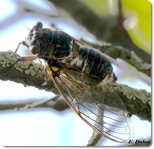 chambre double avec cuisine salon salle d'eau et cour avec barbecu en commun - Pension de famille - Sigean