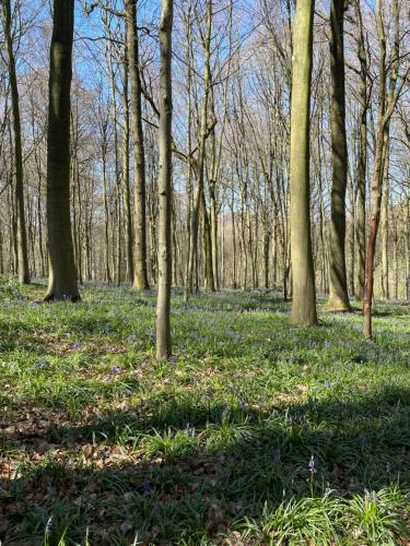 La Canopée des Arbres, Anna