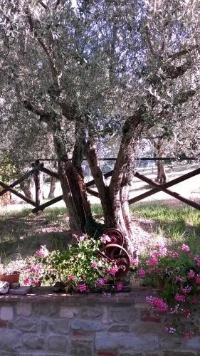 Agriturismo La Cantina San Martino - image 3