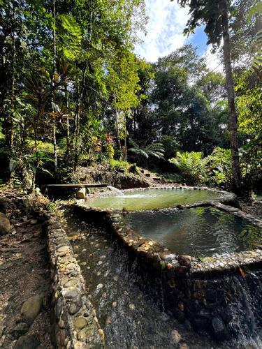 Wisdom Forest Lodge