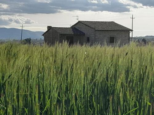 Una casa nel grano: Casa Luciola in تريفى