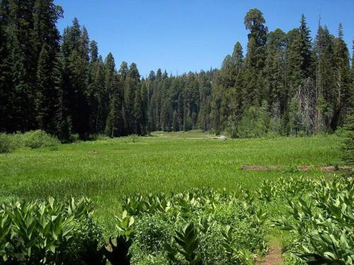 Sequoia Splendor, inside Kings Canyon NP by Visitors Center