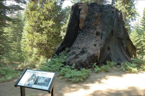 Sequoia Splendor, inside Kings Canyon NP by Visitors Center