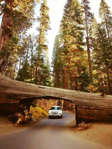 Sequoia Splendor, inside Kings Canyon NP by Visitors Center