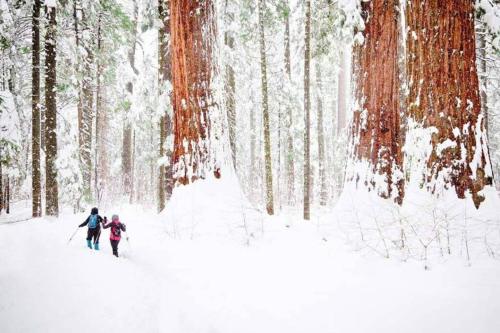 Sequoia Splendor, inside Kings Canyon NP by Visitors Center