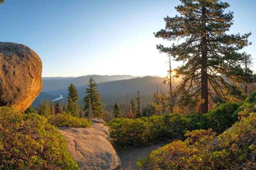 Sequoia Splendor, inside Kings Canyon NP by Visitors Center