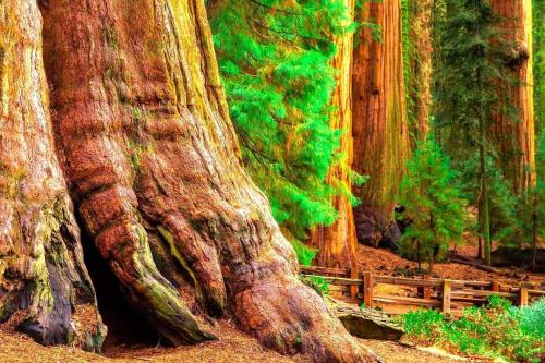 Sequoia Splendor, inside Kings Canyon NP by Visitors Center