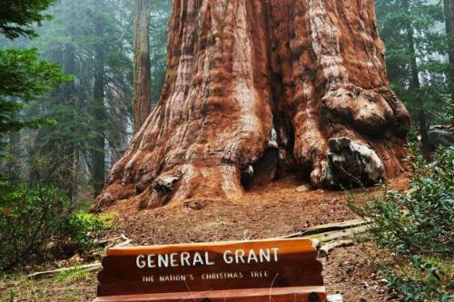 Sequoia Splendor, inside Kings Canyon NP by Visitors Center