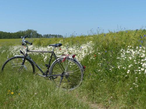 Behagliches Reetdachhaus Eibe 1 Behagliches Reetdachhaus Eibe 1